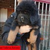 Щенки от пары Брайн х Ютера
